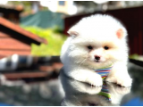 A Kalite Ayıcık Surat Pomeranian Boo Bebekler